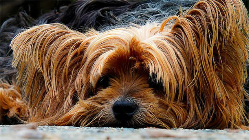 Cómo limpiar las orejas de tu perro: Guía paso a paso para dueños responsables