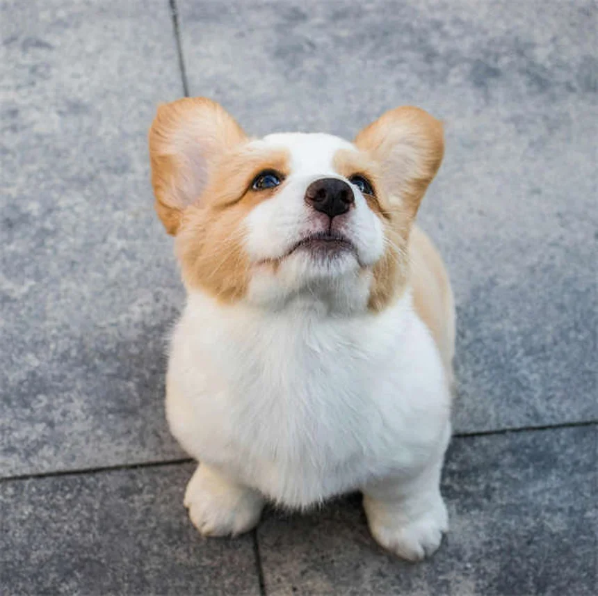 Marcas de piel en perros: Qué son y cómo tratarlas