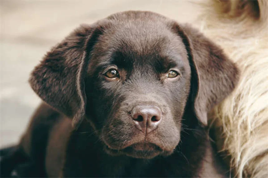 Marcas de piel en perros: Qué son y cómo tratarlas
