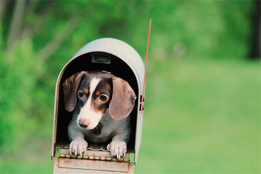 Ojos rojos en perros: causas y cuándo acudir al veterinario