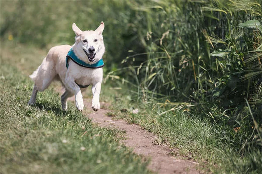 Pulgas en perros: cómo detectarlas y eliminarlas para siempre