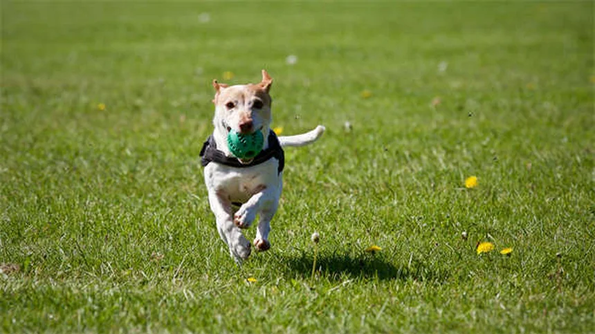 5 verdades sobre tener conejos como mascotas que debes conocer