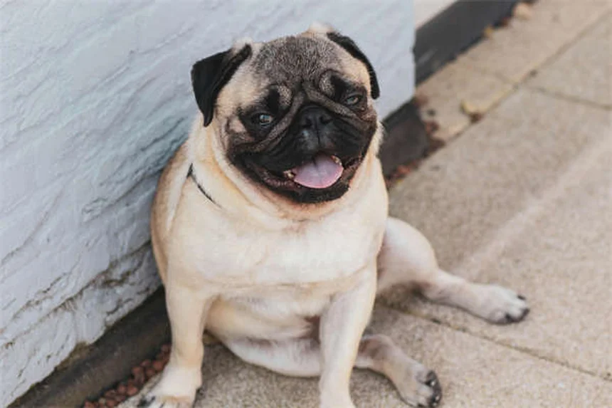 ¿Puede tu perro nadar? Descubre cómo enseñarle en 5 pasos