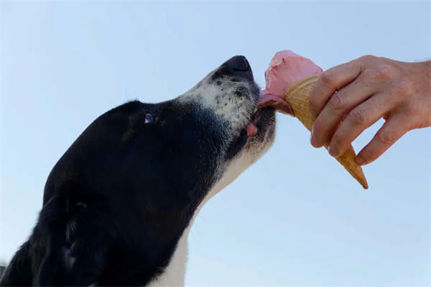 Trastornos neurológicos en perros: síntomas y tratamientos clave