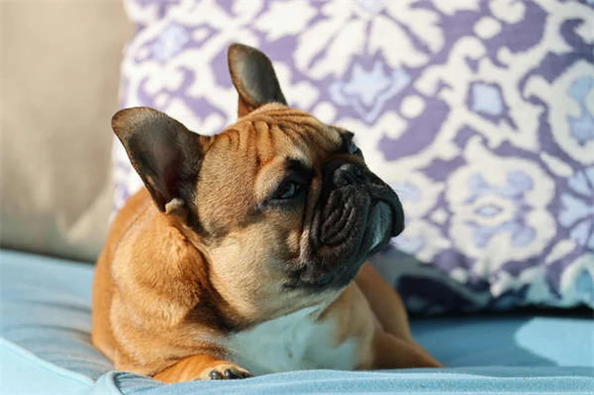 7 errores que destruyen el espíritu de tu perro sin que lo sepas