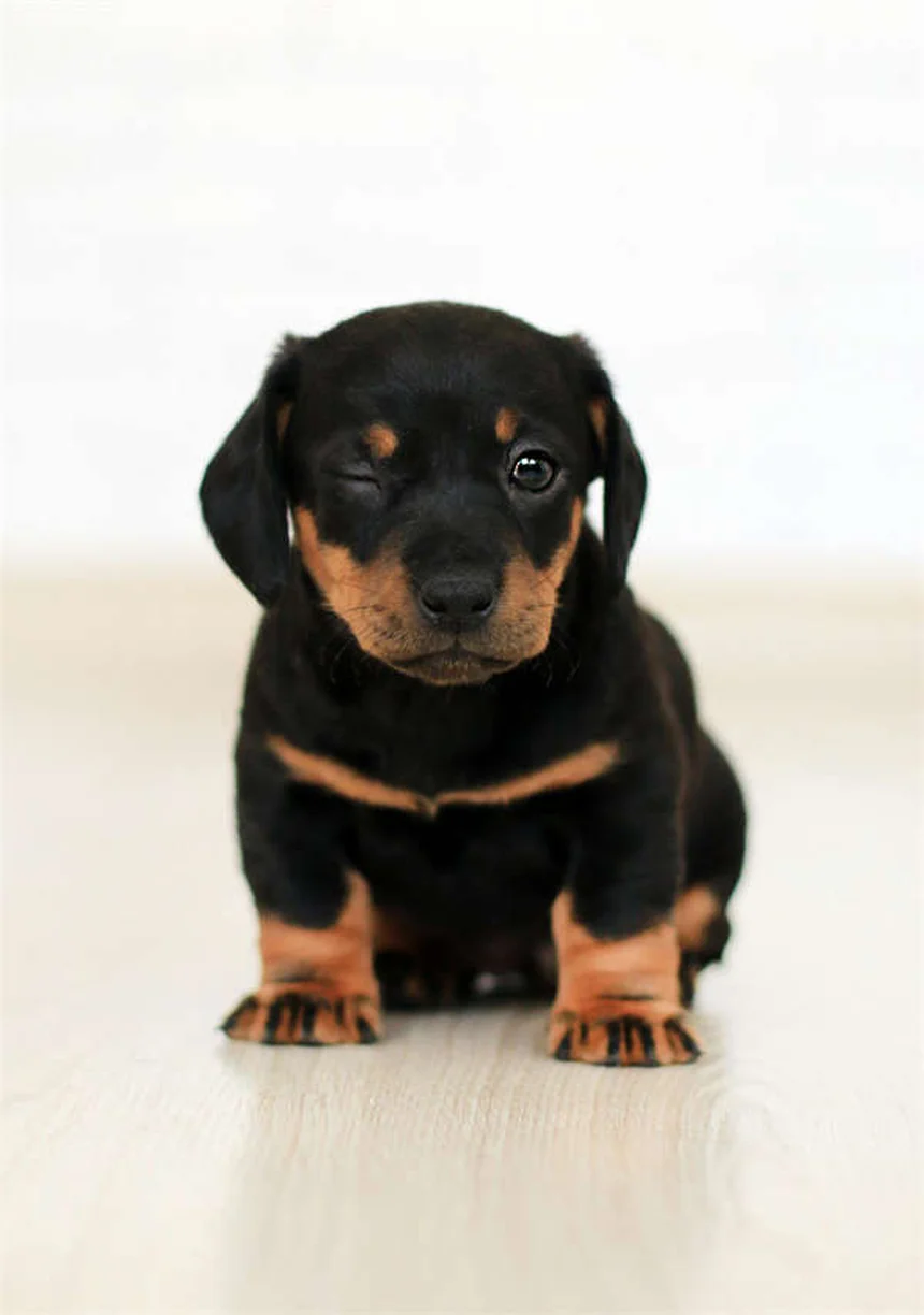 Examen rectal en mascotas: 10 razones clave que todo dueño debe conocer