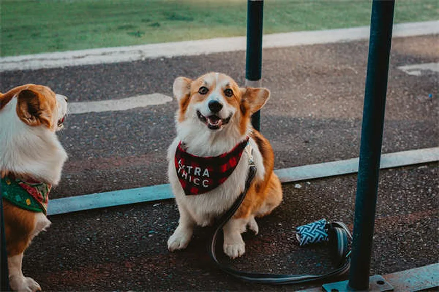 6 Razones por las que tu perro huele mal (y cómo solucionarlo)