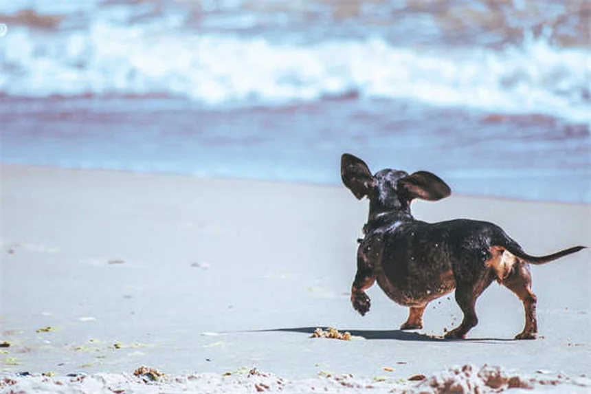 5 estiramientos esenciales para perros mayores: mejora su movilidad