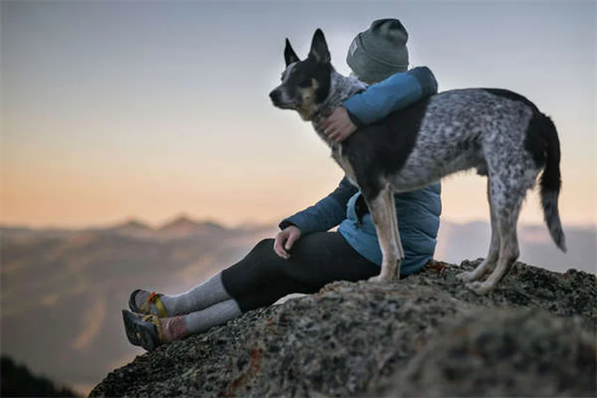 Espironolactona para perros: Guía completa sobre usos y efectos