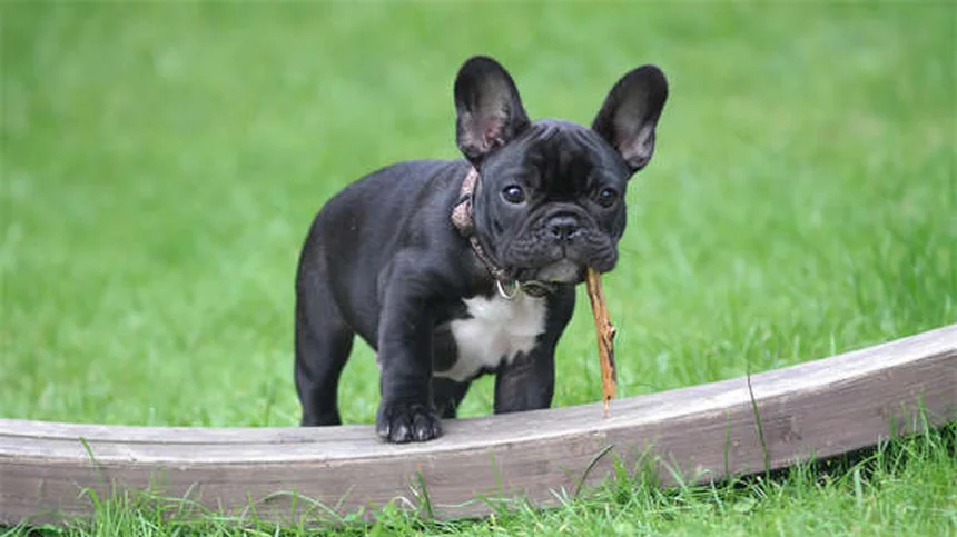 Espironolactona para perros: Guía completa sobre usos y efectos