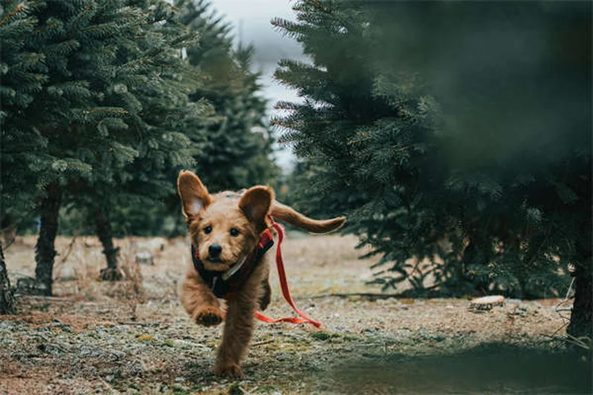 Gentamicina para perros: Usos, efectos y precauciones esenciales