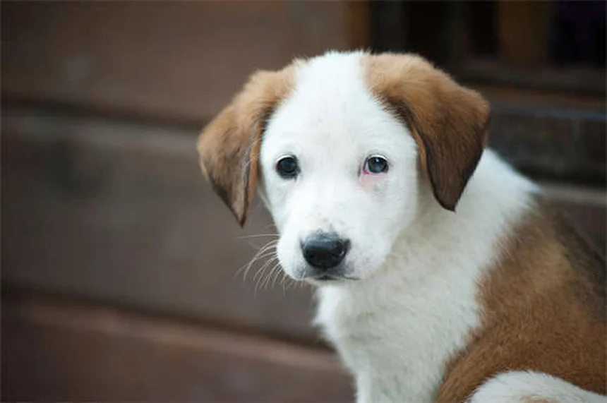 ¿Los perros pueden reír? Descubre la verdad sobre la risa canina