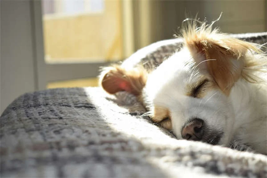 ¿Por qué los perros persiguen su cola? Descubre las 5 razones principales