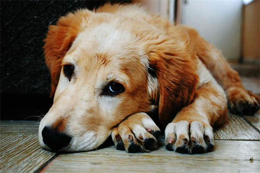 ¿Cuándo dejan de crecer los perros? Guía completa por razas