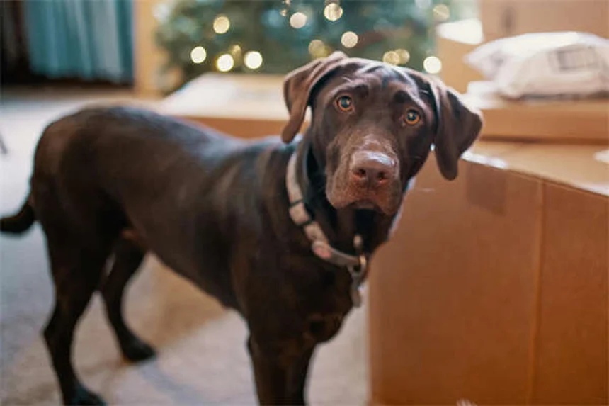 Remedios caseros para la diarrea en gatos: soluciones efectivas