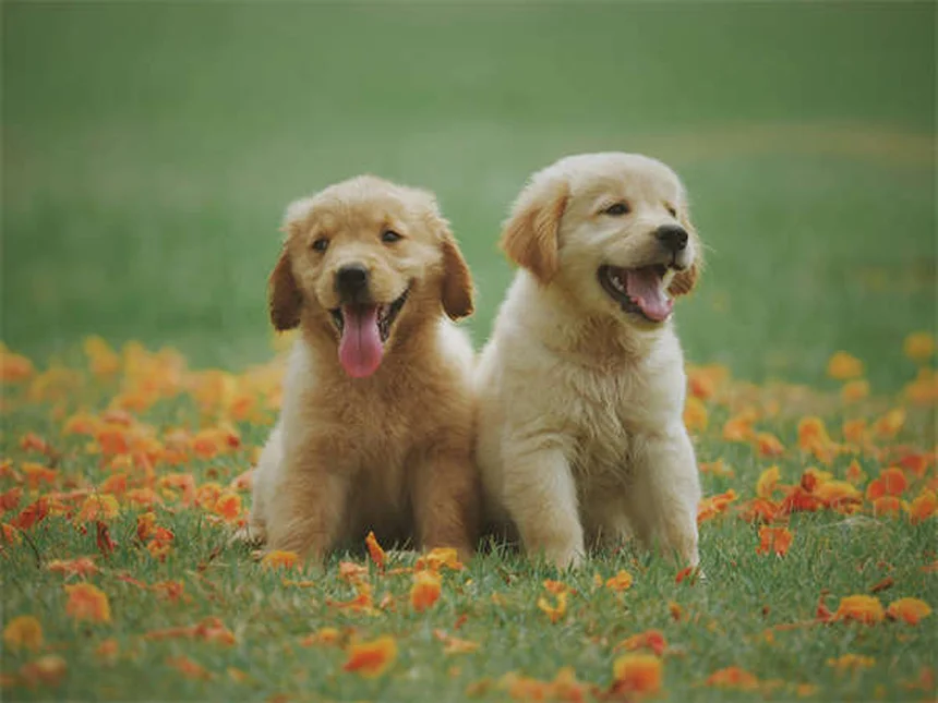 Insulinoma en perros: síntomas, tratamiento y cómo ayudar a tu mascota