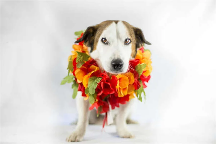 Champú antipulgas para perros: Guía definitiva para eliminar parásitos