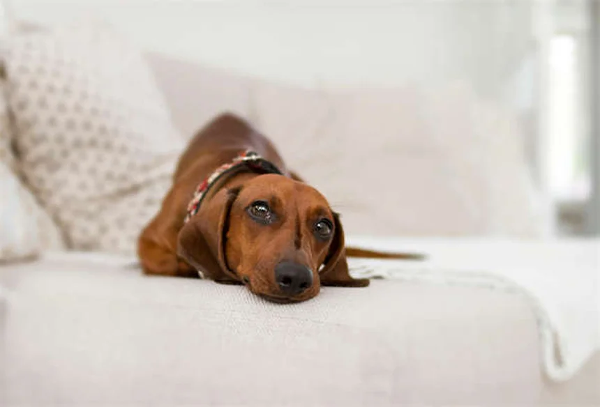 Hurones como mascotas: todo lo que necesitas saber para su cuidado