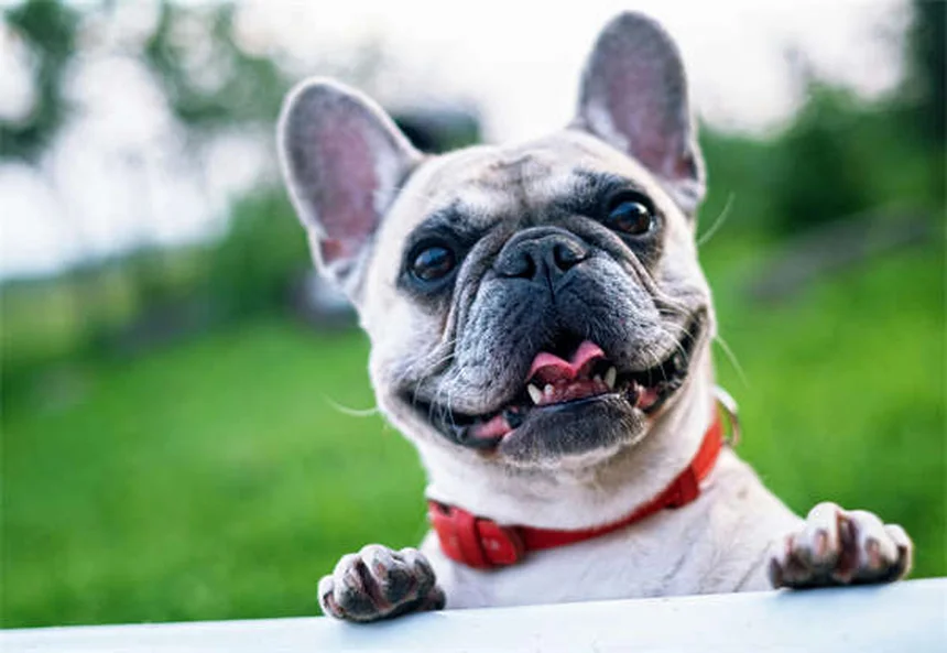 Hurones como mascotas: todo lo que necesitas saber para su cuidado