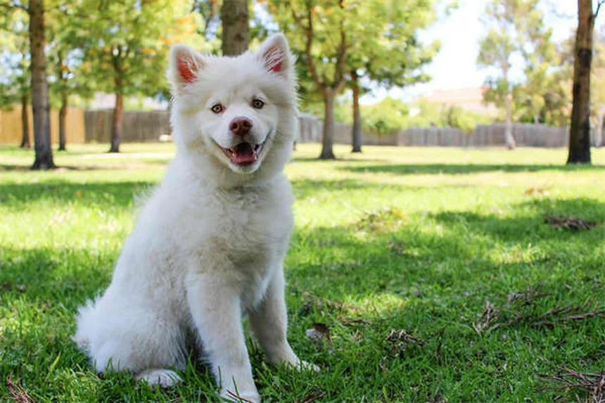 Hurones como mascotas: todo lo que necesitas saber para su cuidado