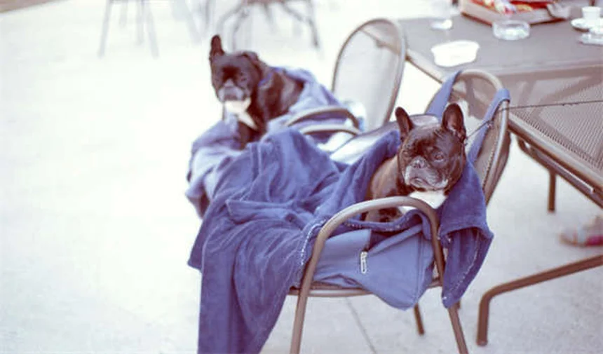 Marcaje con orina en perros: 6 soluciones efectivas para evitarlo en casa