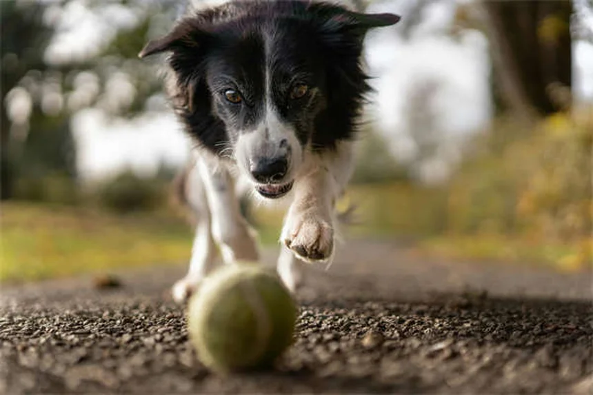 Marcaje con orina en perros: 6 soluciones efectivas para evitarlo en casa