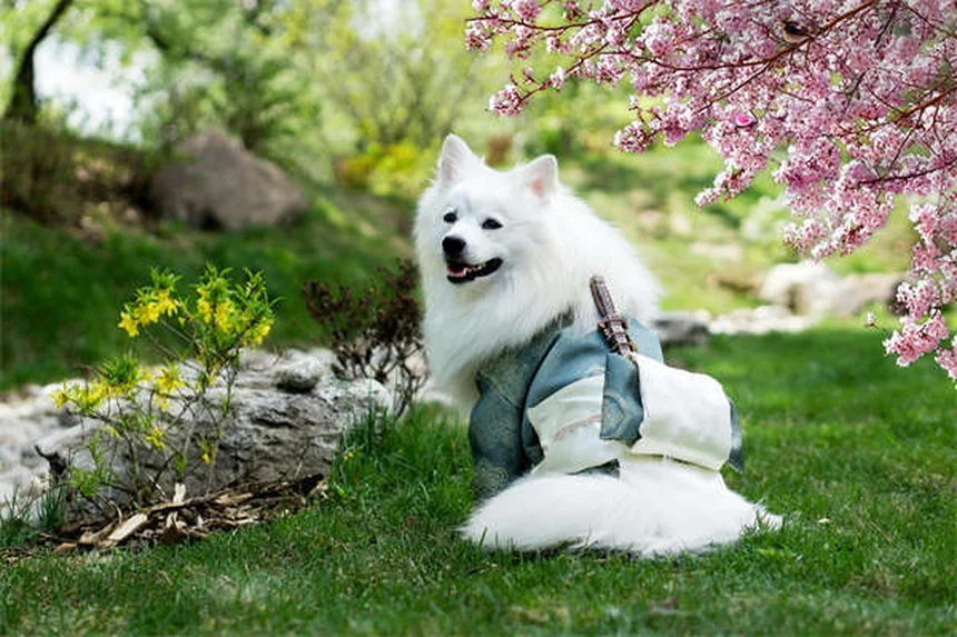 Marcaje con orina en perros: 6 soluciones efectivas para evitarlo en casa