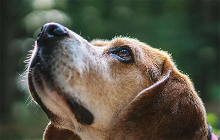 Infección de senos en perros: síntomas, causas y tratamiento efectivo