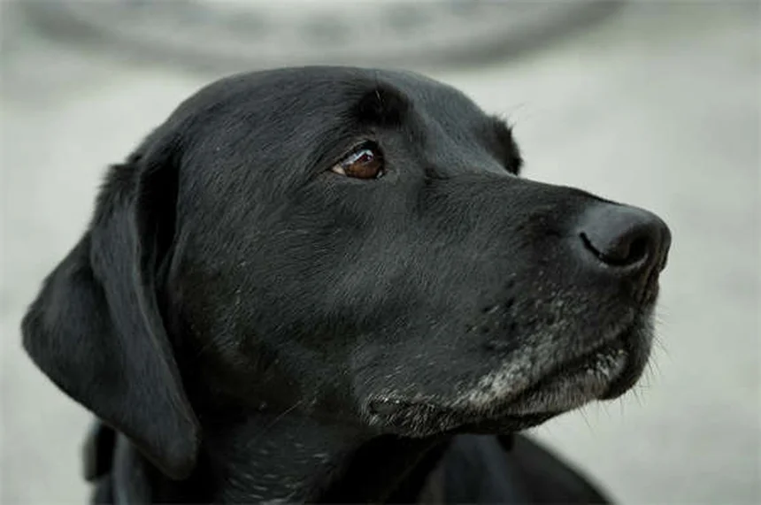 Infección de senos en perros: síntomas, causas y tratamiento efectivo