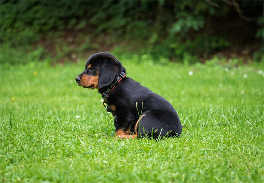 Los mejores premios para adiestrar a tu perro: Guía práctica 2024
