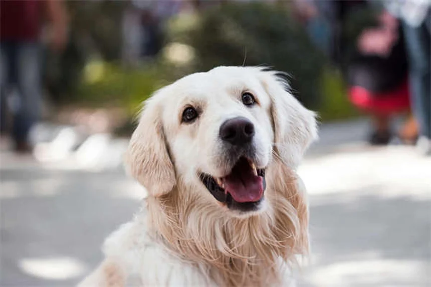 Fístula perianal en perros: síntomas, tratamiento y cómo aliviar el dolor