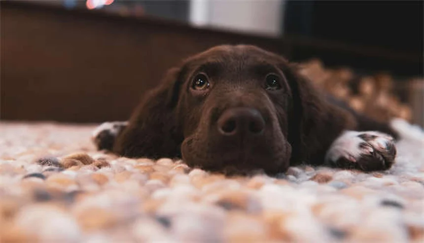 Fístula perianal en perros: síntomas, tratamiento y cómo aliviar el dolor
