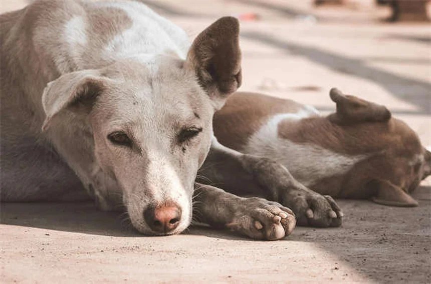 Fístula perianal en perros: síntomas, tratamiento y cómo aliviar el dolor