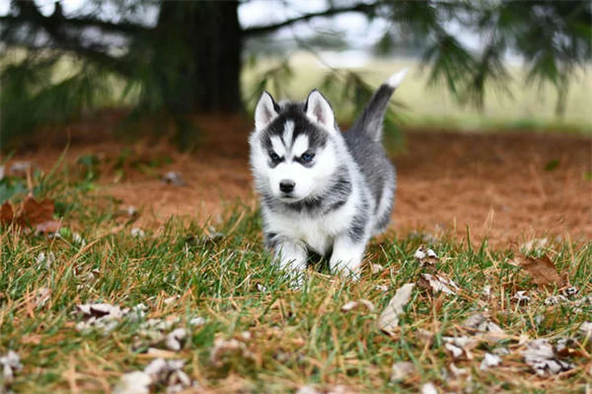 Cómo quitar garrapatas a tu perro: Guía completa paso a paso