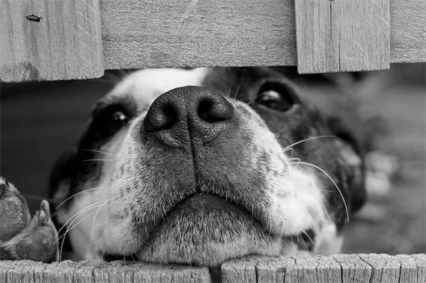 Cómo quitar garrapatas a tu perro: Guía completa paso a paso