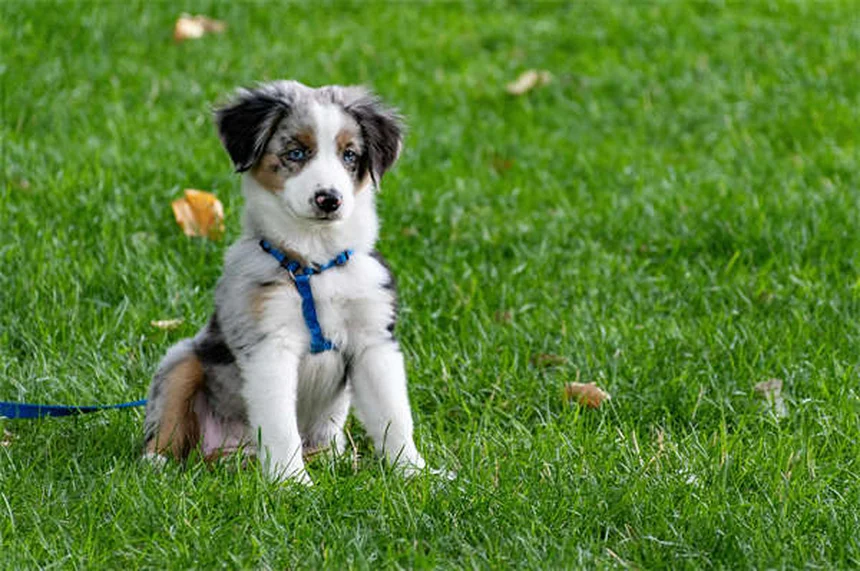 Meloxicam para perros: Guía completa sobre dosis, efectos y seguridad