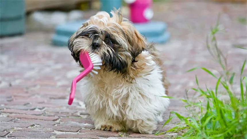 Meloxicam para perros: Guía completa sobre dosis, efectos y seguridad
